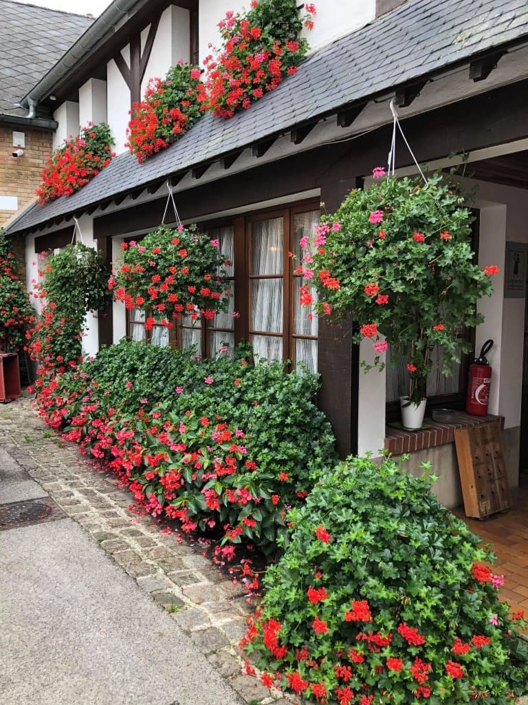 The inner courtyard and its summer geraniums